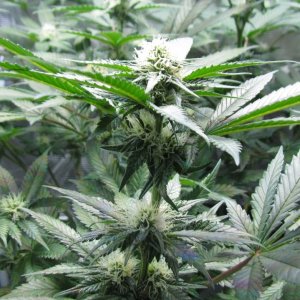 White Widow Bud side shot 12-13-2018.jpg