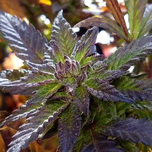 Debilitator Kush December Picture of the Month entry