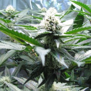 white widow tops 12-18-2018.jpg