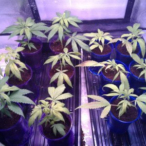 Clones in waiting