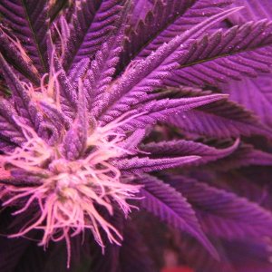 Afghani Bud2.JPG