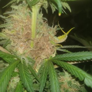 Bud Rot