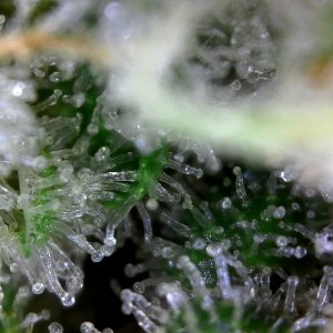 Blue Dream-2 12-21-2018.jpg