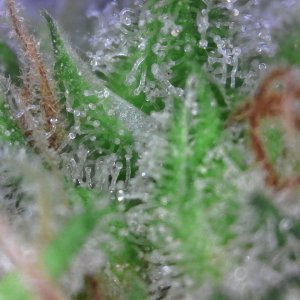 sour diesel -2 12-21-2018.jpg