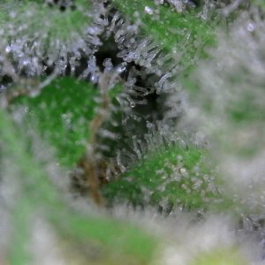 sour diesel -1 12-21-2018.jpg