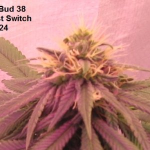 Afghani Bud.JPG