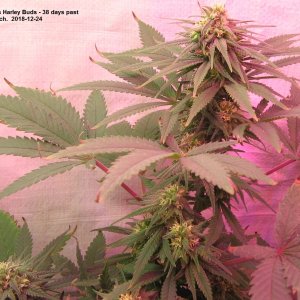 Miss Harley Buds-Seeds.JPG