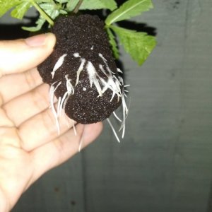 First Rooted Candy Cream