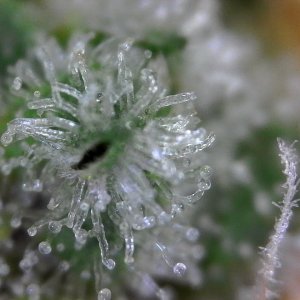 Blue Dream-2 12-29-2018.jpg