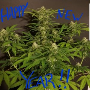 Happy New Year 420Magazine family!!