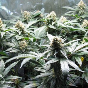 White Widow 1-6-2019.jpg