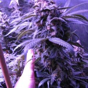 Sour Diesel bud 1-6-2019.jpg