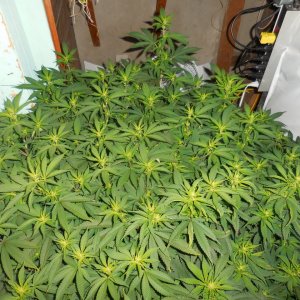 Chronics and Durban Poisons, Bloom start! 002.jpg