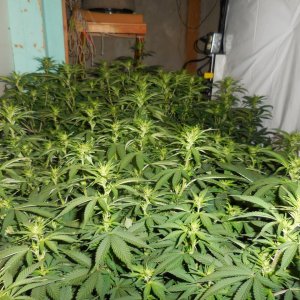 Chronics and Durban Poisons, Bloom start! 005.jpg