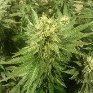 Black sugar bud 2