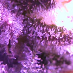 trichs.jpg