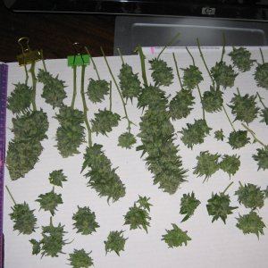 Harley Bud harvest 1-10-19.JPG