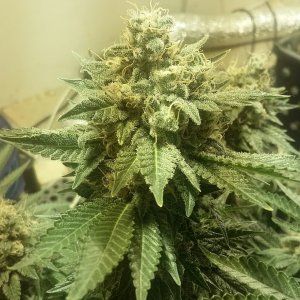 Black Sugar bud shot