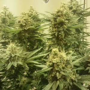 Black Sugar seedsman.jpg