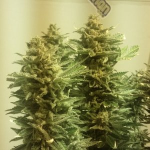 Cindy buds seedsman.jpg