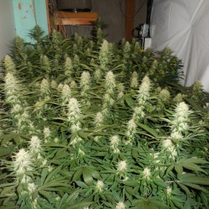 Durbans and chronics Cat D!..CropmasterBudmaster 005.jpg