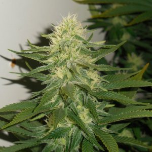 Durbans and chronics Cat D!..CropmasterBudmaster 007.jpg