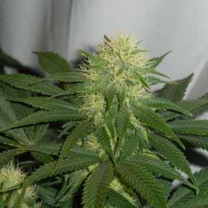 Durbans and chronics Cat D!..CropmasterBudmaster 009.jpg