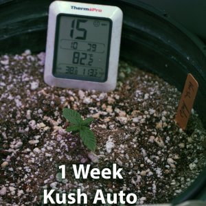 Kush Auto 1 week.jpg