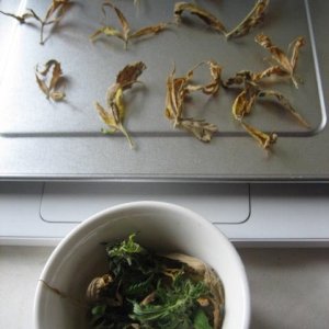 Dried Leaves and PopCorn bud