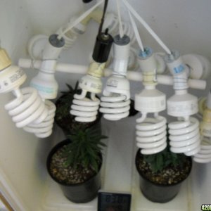 CFLs in big box