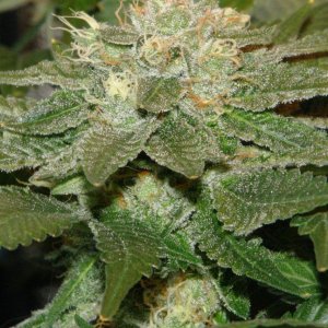 g2_1-d97-bud3