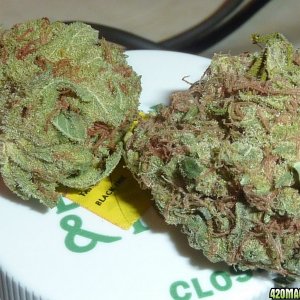 Shiva & Sour Diesel