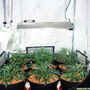 Simple grow