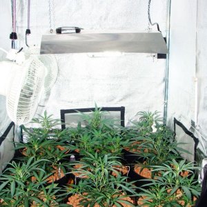 Simple grow