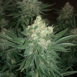 Black sugar bud 2