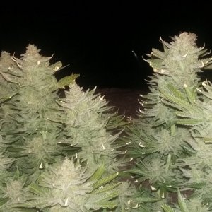 C99 x blueberry