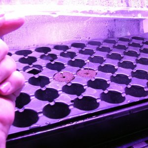 seedlings.jpg