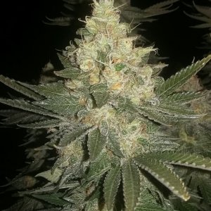 Black sugar bud