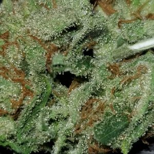 Killer Queen nug close up