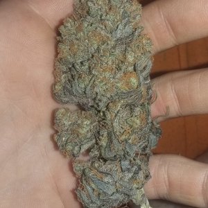 Amnesia 2.0 purp n orange pheno!