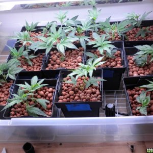 pe and bw clones