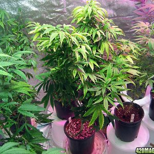 3-4-10-linda-grow5_019