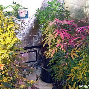 budroom