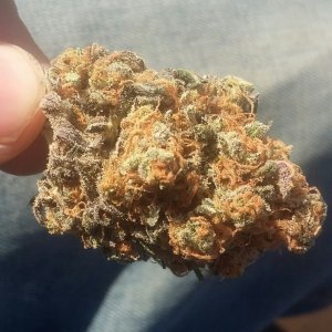 Ammy 2.0 top nug