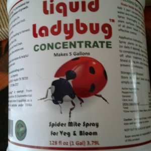 Liquid Ladybug