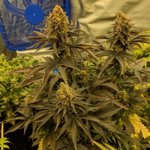 Week 8 D56 monster crop