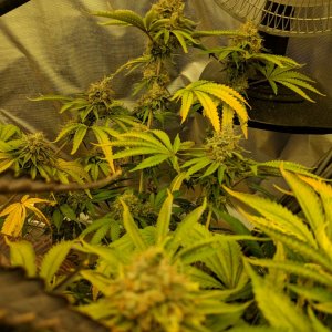 Week 8 D56 monster crop