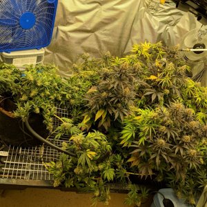 Week 8 D56 monster crop