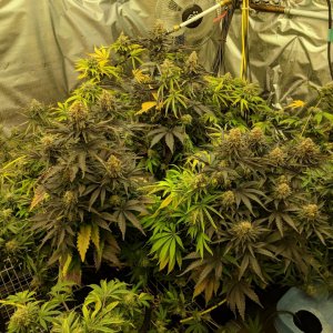 Week 8 D56 monster crop