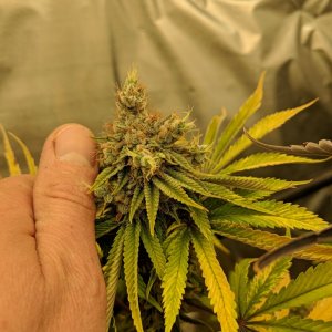 Week 8 D56 monster crop